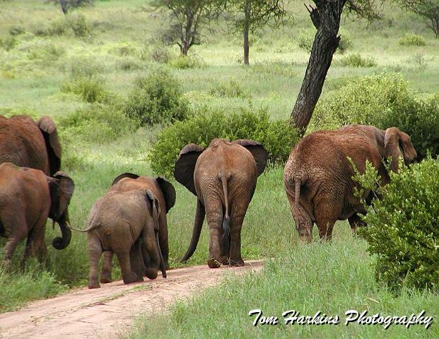 Elephants on parade.jpg